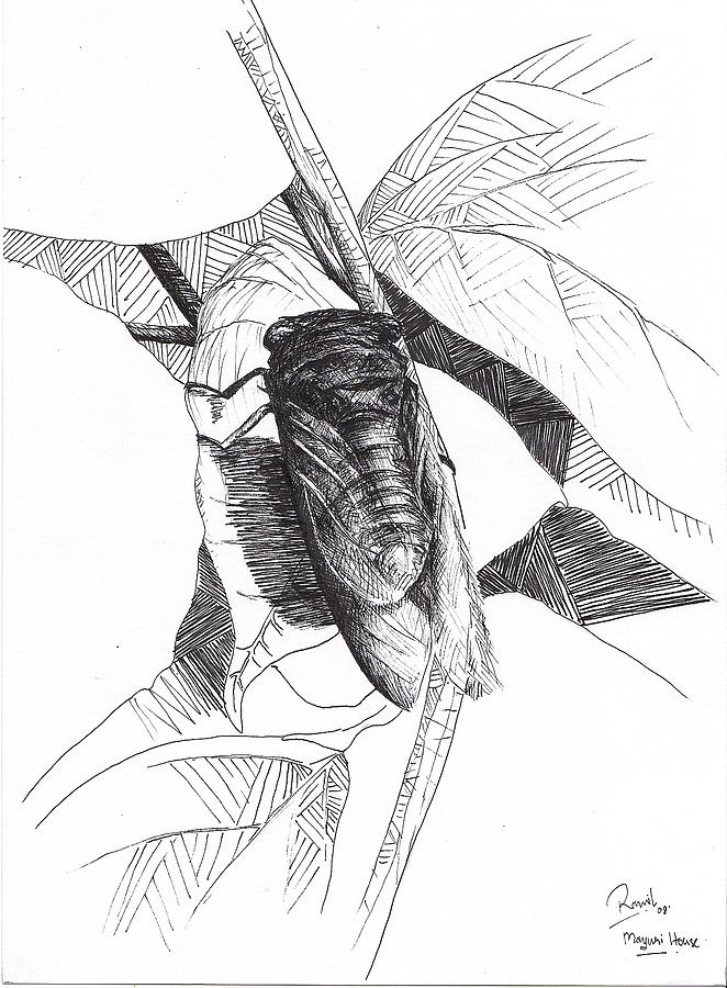 662x900 Cicada Drawing - Cicada Line Drawing