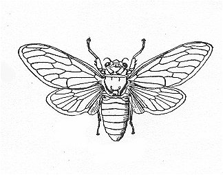 324x254 Cicada Drawing - Cicada Line Drawing