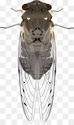 260x440 Cicada Png - Cicada Line Drawing