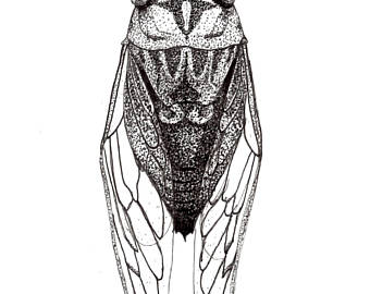 340x270 Cicada Drawing Etsy - Cicada Line Drawing