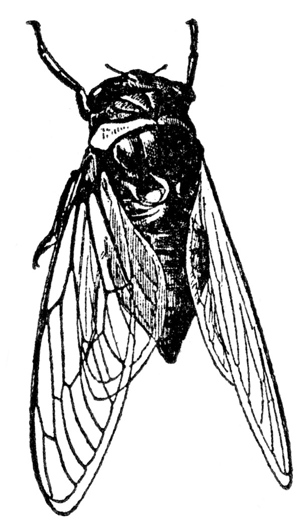 600x1052 Cicada Drawing Free Download - Cicada Line Drawing