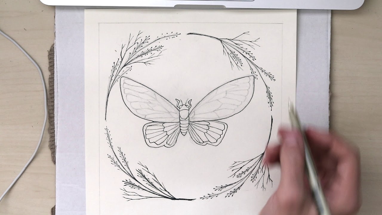 1280x720 Cicada Line Drawing - Cicada Line Drawing