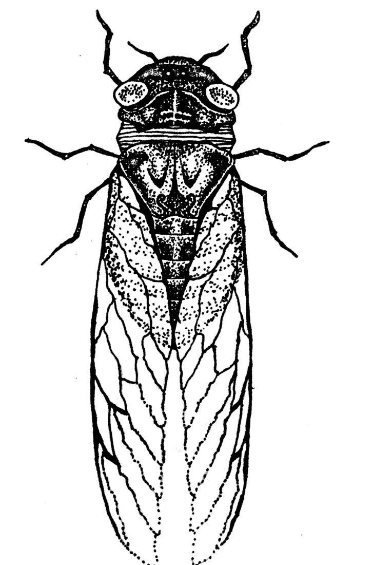 727x1100 Collection Of Free Cicadae Clipart Line Download On Ui Ex - Cicada Line Drawing