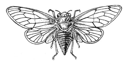 492x253 Filecicada - Cicada Line Drawing