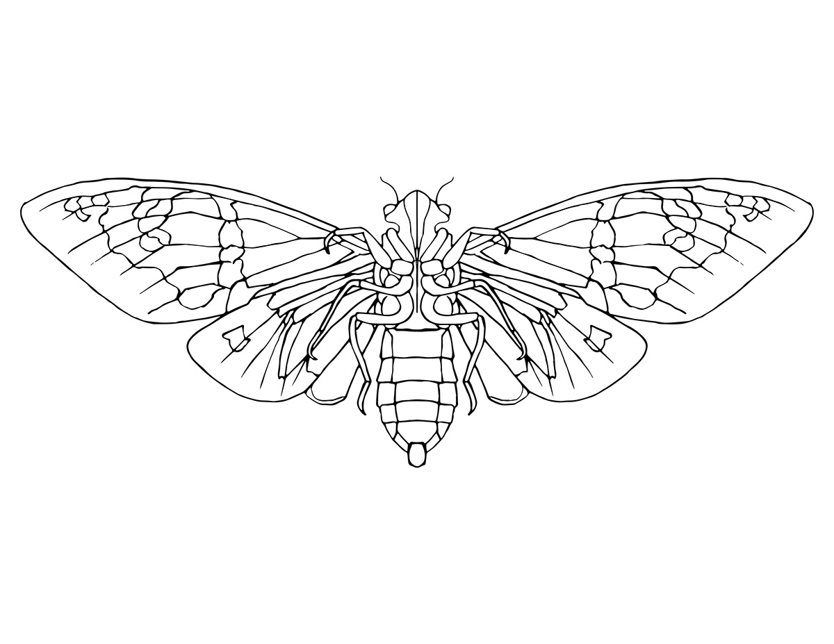 1200x927 Gaeana Festiva - Cicada Line Drawing