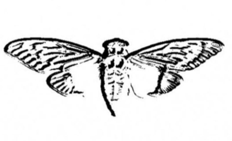 800x486 Header Cicada Know Your Meme - Cicada Line Drawing