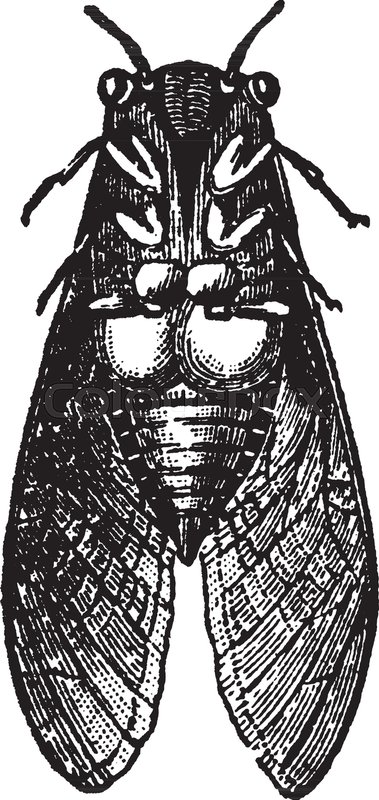 379x800 musical apparatus of the male cicada where membrane in the shape - Cicada Line Drawing