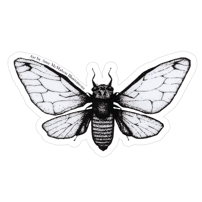 Cicada Line Drawing at PaintingValley.com | Explore collection of