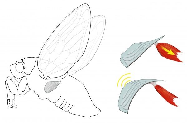600x396 prints of cicada noise mechanism, diagram cicadas are insects - Cicada Line Drawing