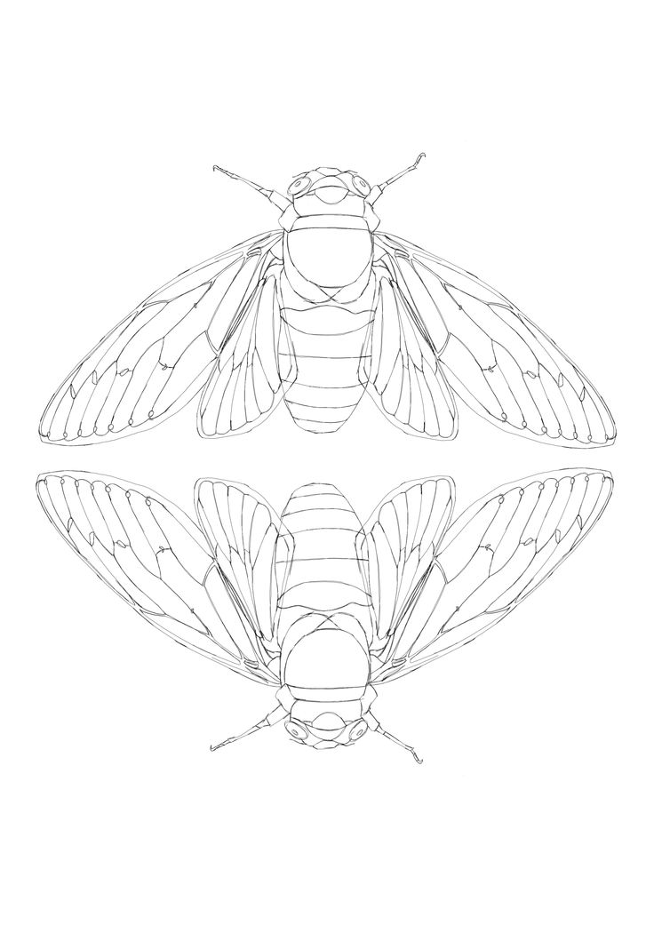 736x1041 sara battersby - Cicada Line Drawing