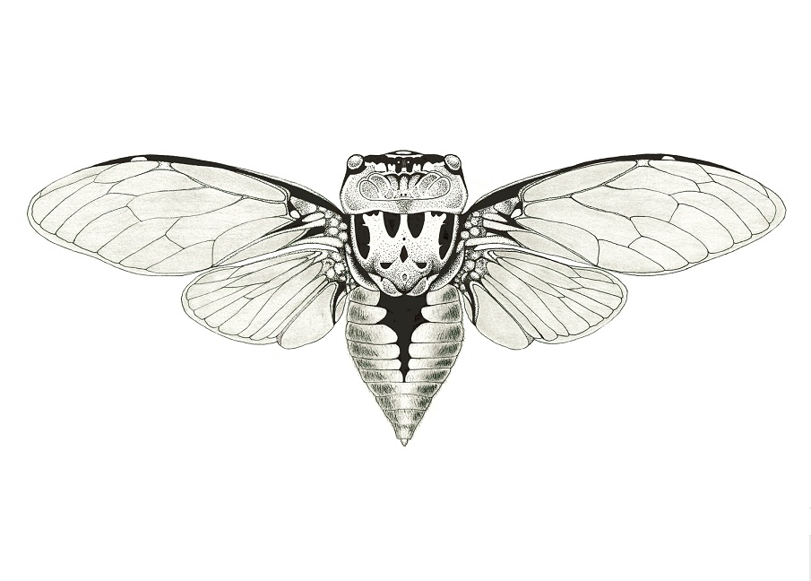 Cicada Line Drawing at Explore collection of