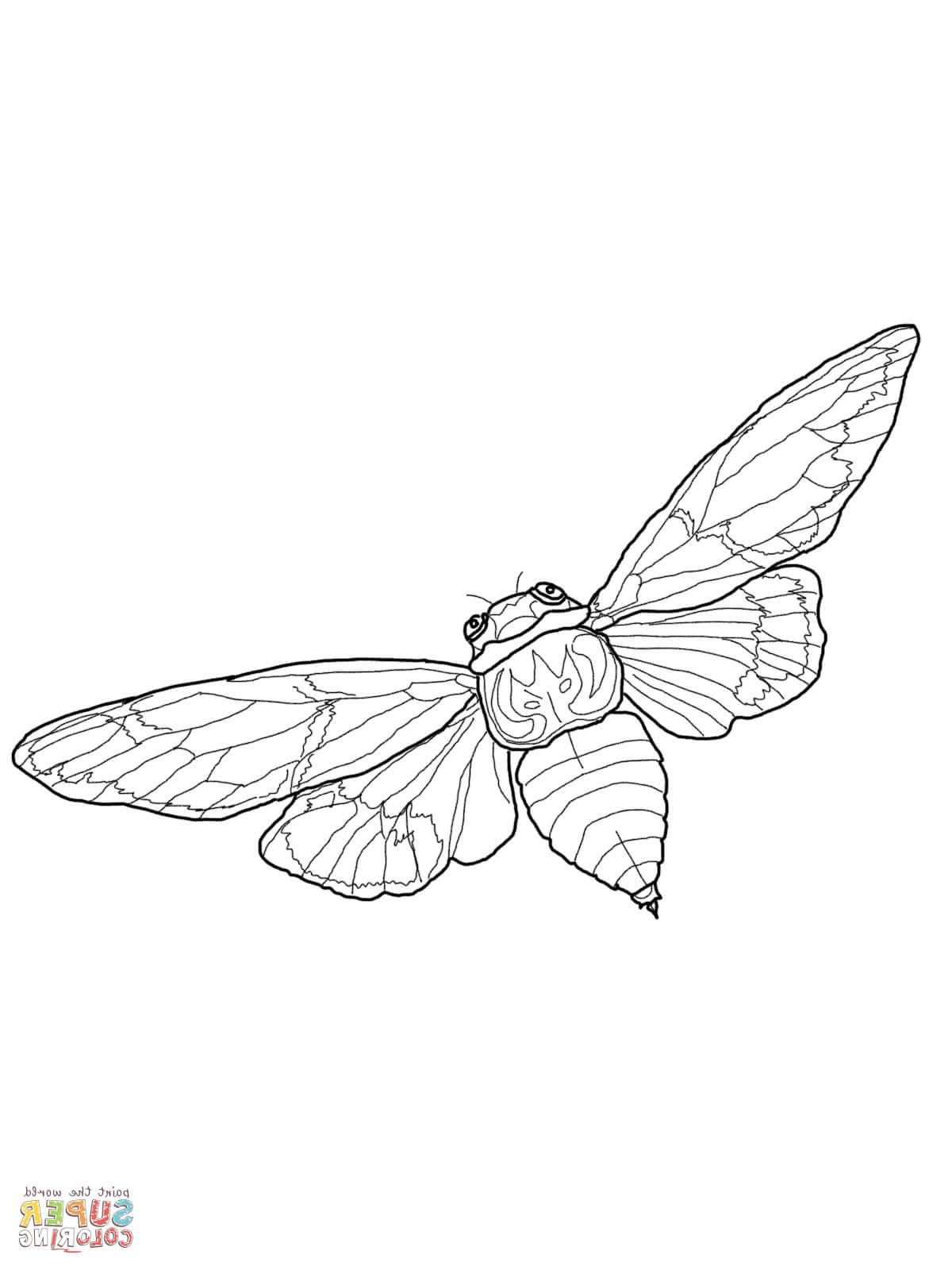 1200x1600 Top Flying Cicada Coloring - Cicada Line Drawing