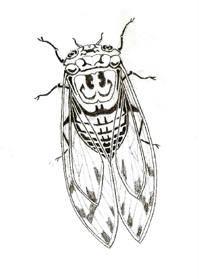 400x560 cicada the weekly - Cicada Line Drawing