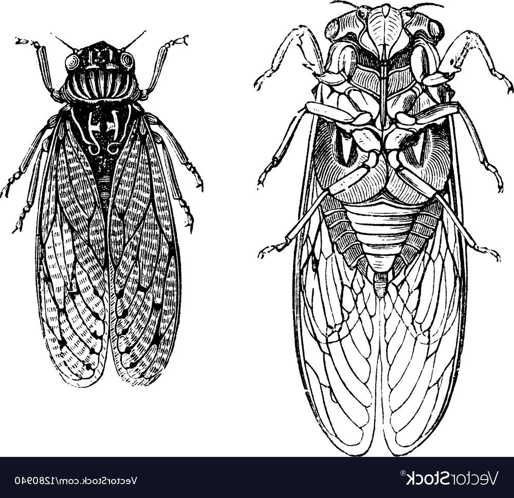 1000x969 Best Hd Cicada Vintage Engraving Vector Photos - Cicada Line Drawing