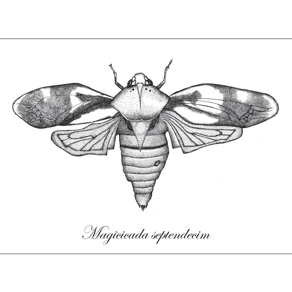 1024x1024 Cicada Art Print Wilful Ink - Cicada Line Drawing