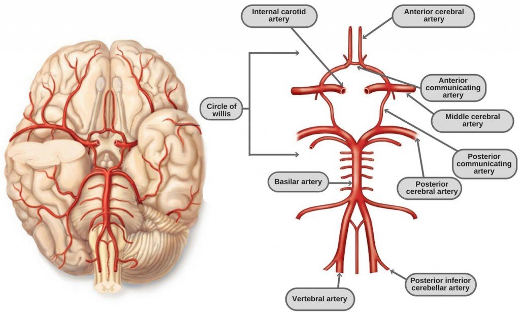 1024x623 circle of willis anatomy, diagram and functions science abc - Circle Of Willis Drawing