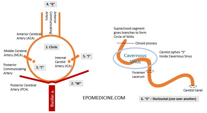 696x382 circle of willis - Circle Of Willis Drawing
