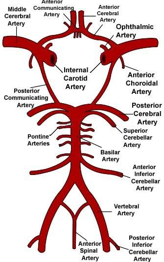 335x533 circle of willis speech radiology, circle of willis, gross anatomy - Circle Of Willis Drawing