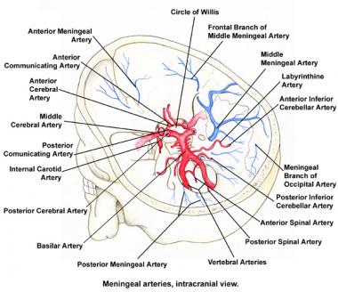 380x328 circle of willis anatomy overview, gross anatomy, natural variants - Circle Of Willis Drawing