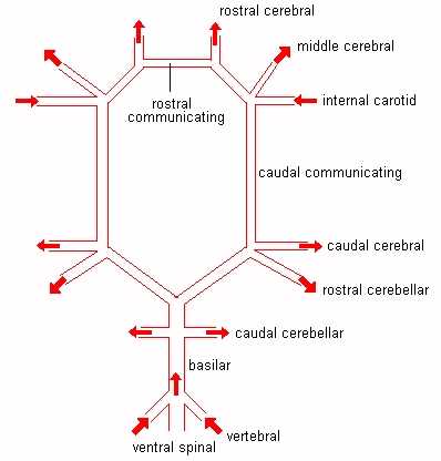 398x416 circle of willis - Circle Of Willis Drawing