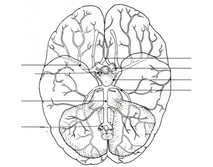 700x550 circle of willis - Circle Of Willis Drawing