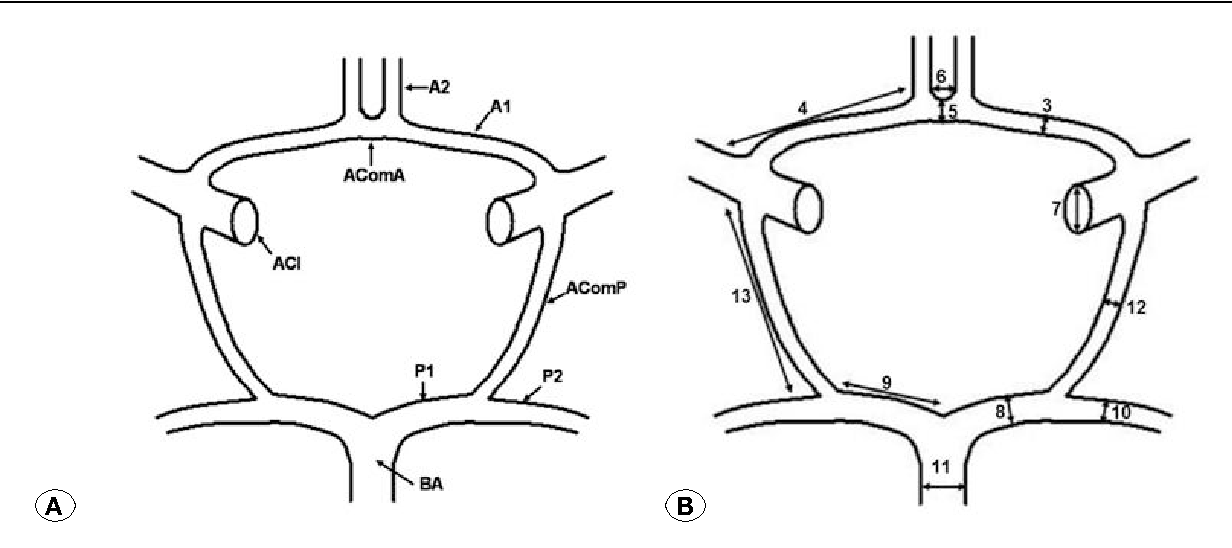 1232x548 figure from the anatomy of circulus arteriosus cerebri - Circle Of Willis Drawing