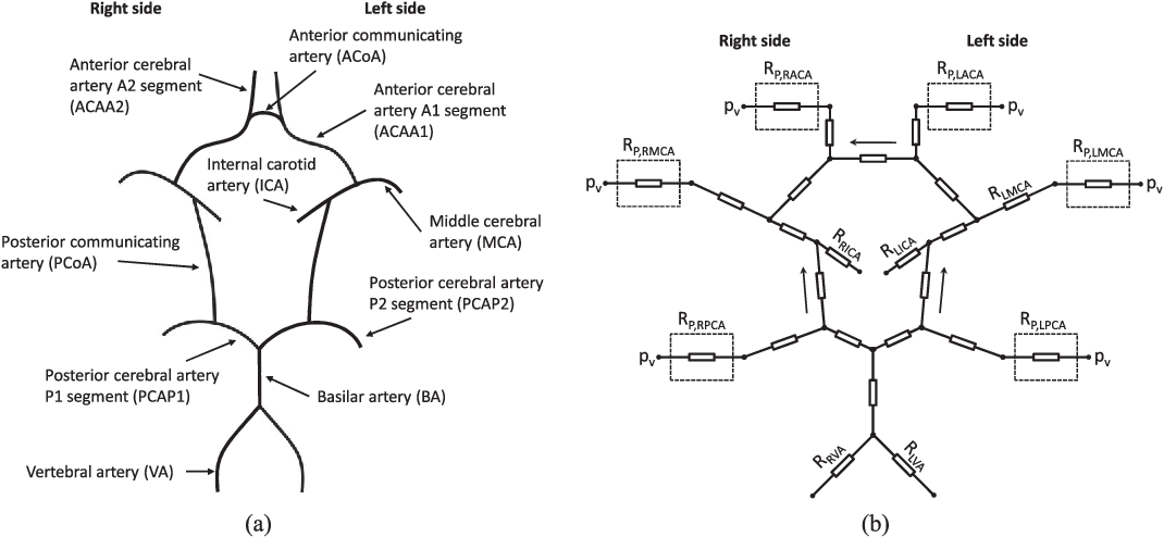 1070x494 figure from the dual role of cerebral autoregulation - Circle Of Willis Drawing
