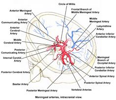 236x203 best circle of willis images circle of willis, circles - Circle Of Willis Drawing