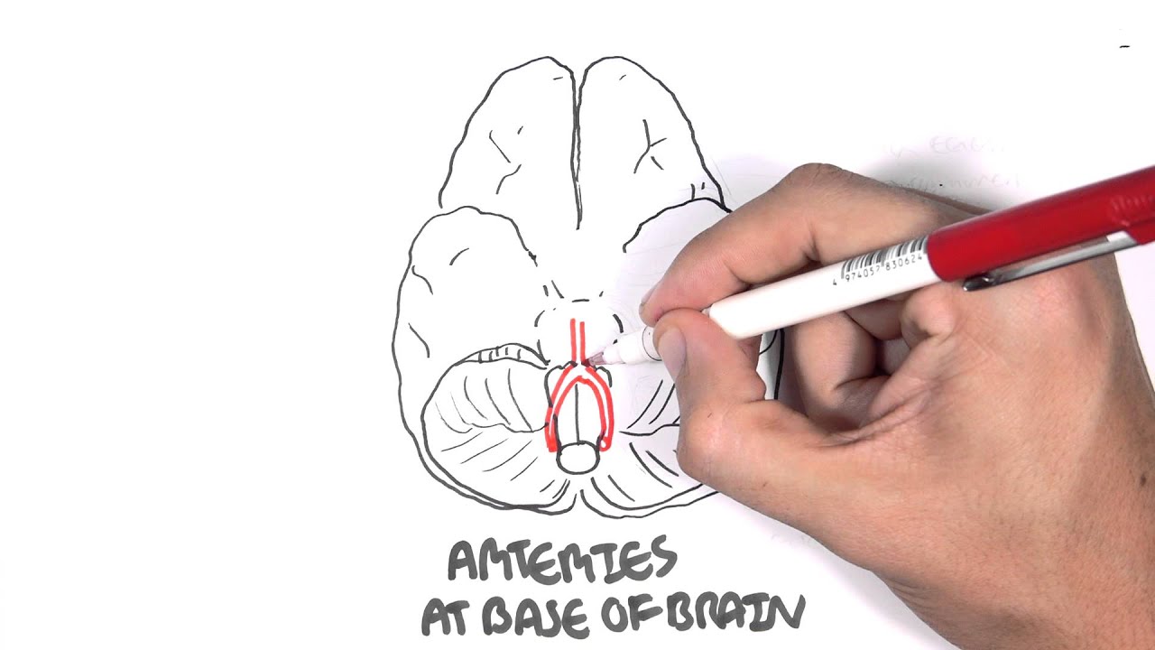 1280x720 anatomy - Circle Of Willis Drawing