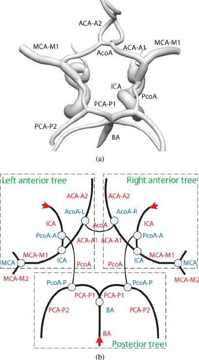 410x741 anatomy of the circle of willis - Circle Of Willis Drawing