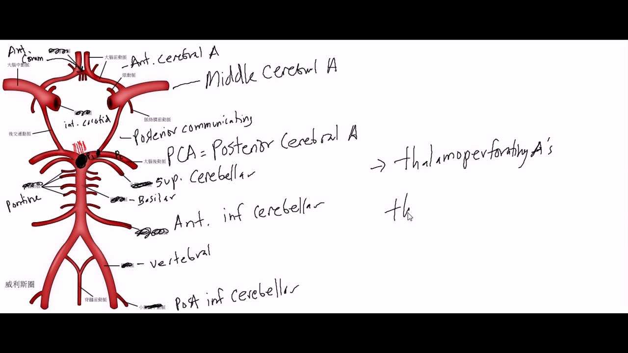 1280x720 brain circulation circle of willis made simple! - Circle Of Willis Drawing
