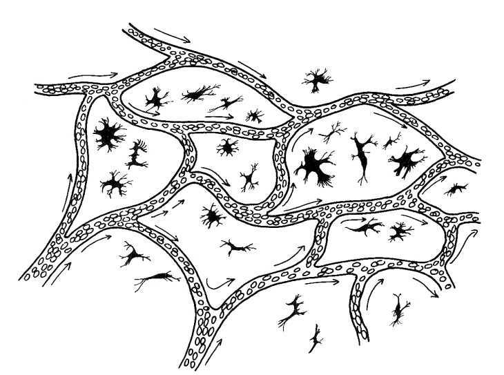 730x543 capillaries in frog skin - Circulation Drawing