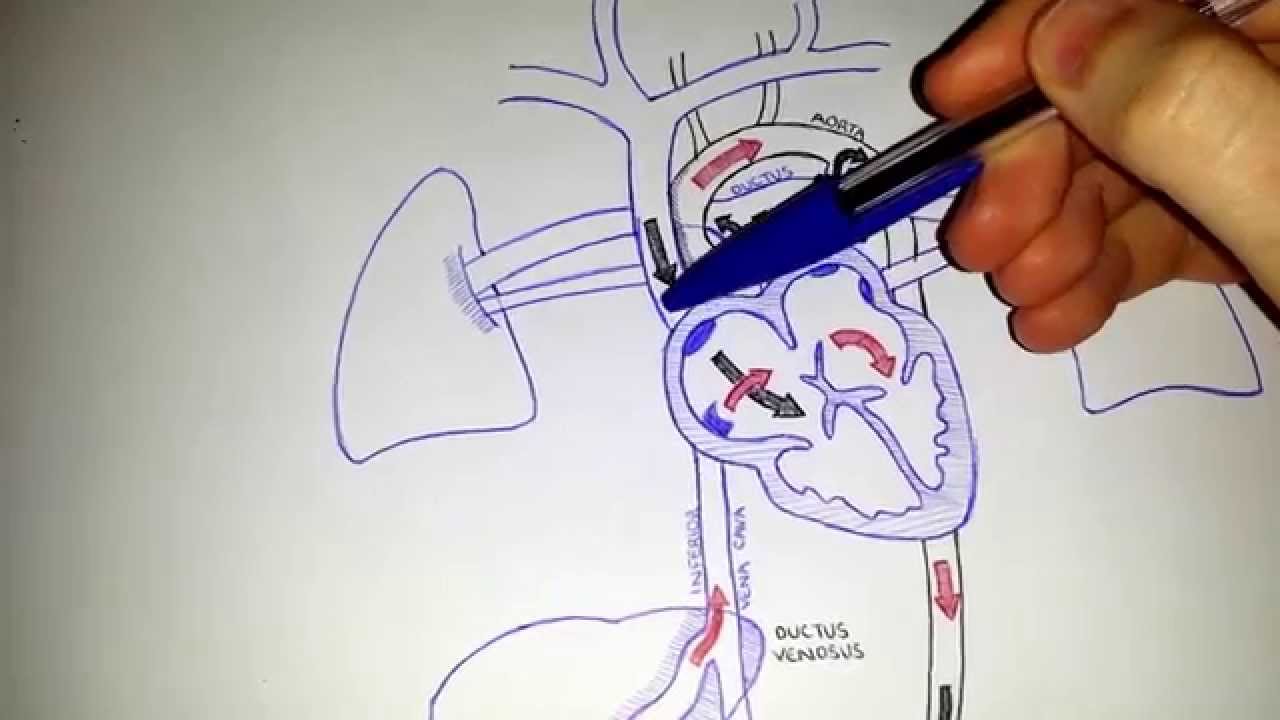 1280x720 fetal circulation - Circulation Drawing