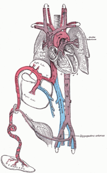 220x355 fetal circulation - Circulation Drawing