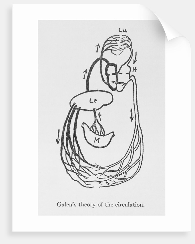 682x850 galen's theory of the circulation drawing posters prints - Circulation Drawing