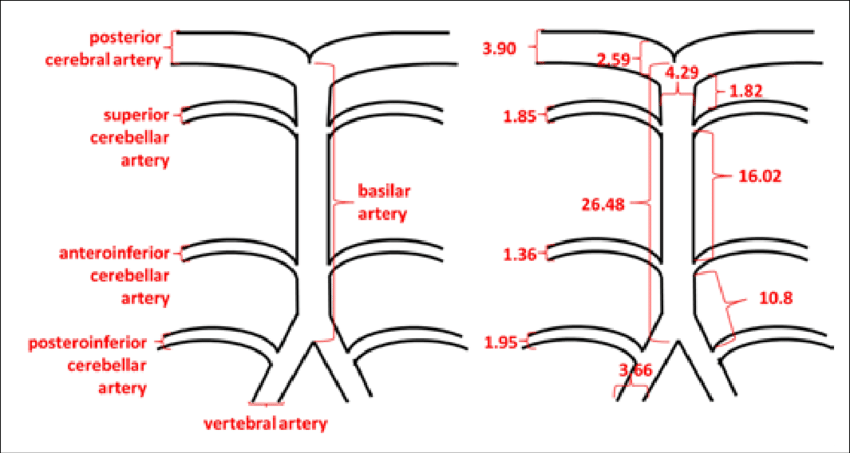 850x453 schematic drawing and morphometry of the posterior circulation - Circulation Drawing