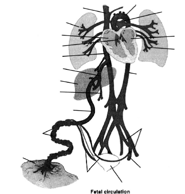 372x389 solved on the following drawing, label each fetal structure t - Circulation Drawing