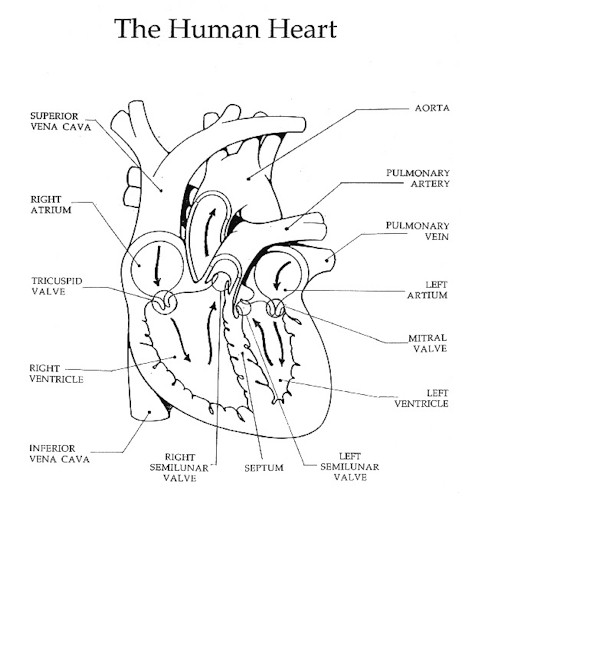 603x650 the heart and circulation of blood - Circulation Drawing