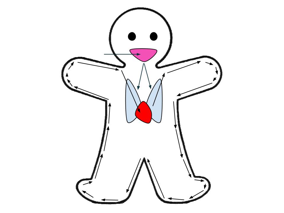 960x720 Circulatory System - Circulatory System Drawing