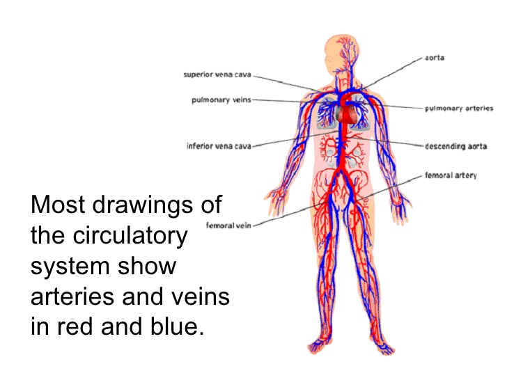 728x546 Circulatory System - Circulatory System Drawing