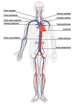 236x334 Circulatory System Drawing Kids Free Cliparts That You Can - Circulatory System Drawing