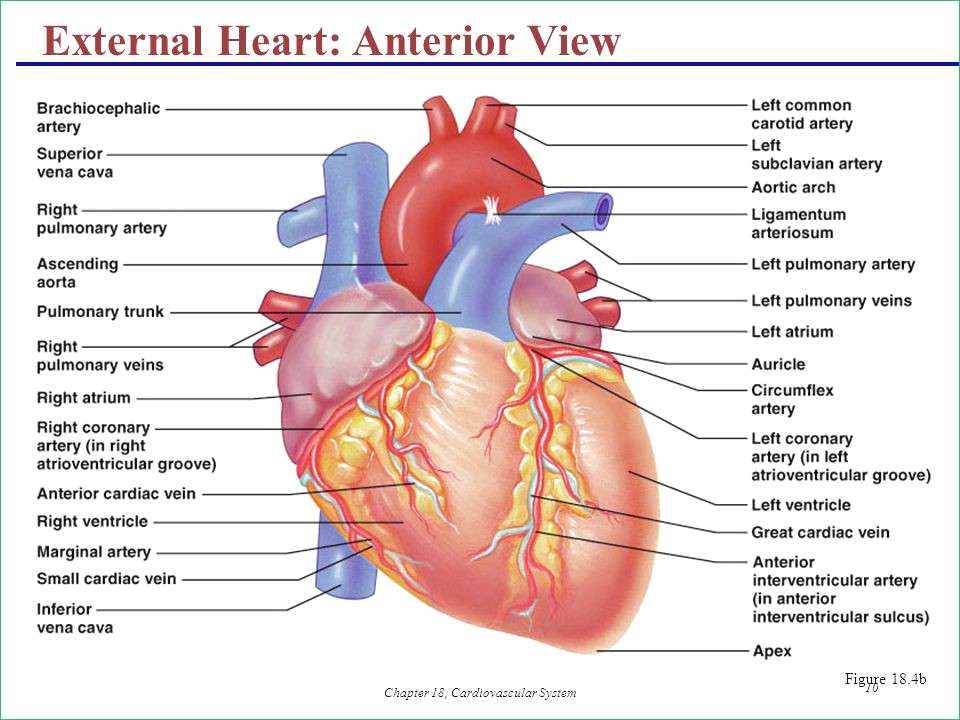 960x720 Diagram Of Heart Circulation - Circulatory System Drawing