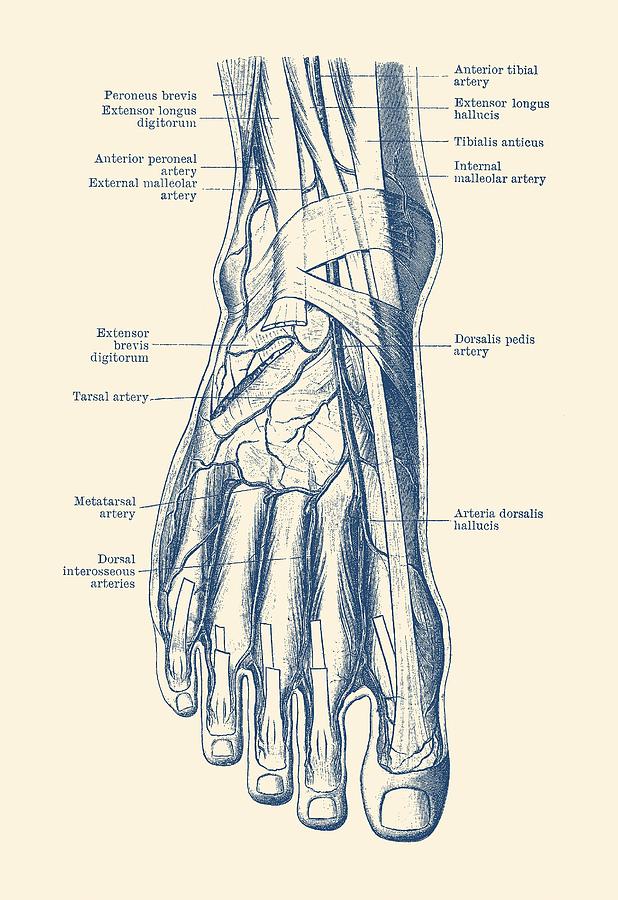 618x900 Foot Diagram - Circulatory System Drawing