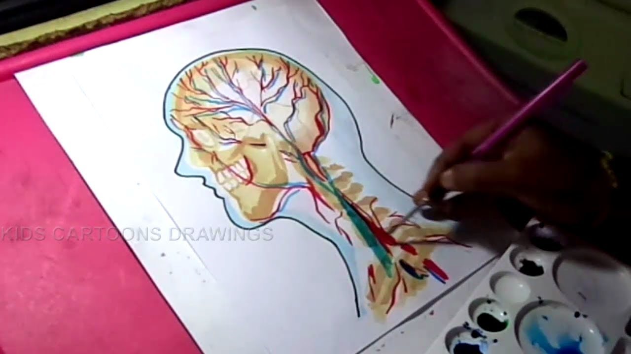 1280x720 How To Draw Circulatory System Of Human Head Anatomy Drawing - Circulatory System Drawing