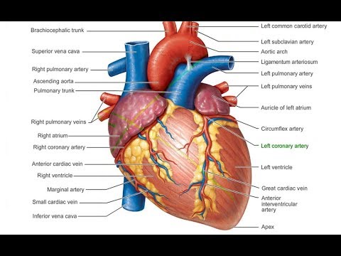 480x360 How To Draw Human Heart Circulatory System Human Anatomy - Circulatory System Drawing