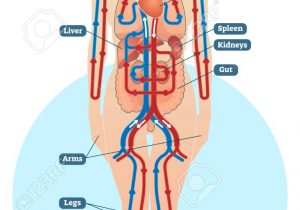 300x210 images of circulatory system circulatory system drawing - Circulatory System Drawing