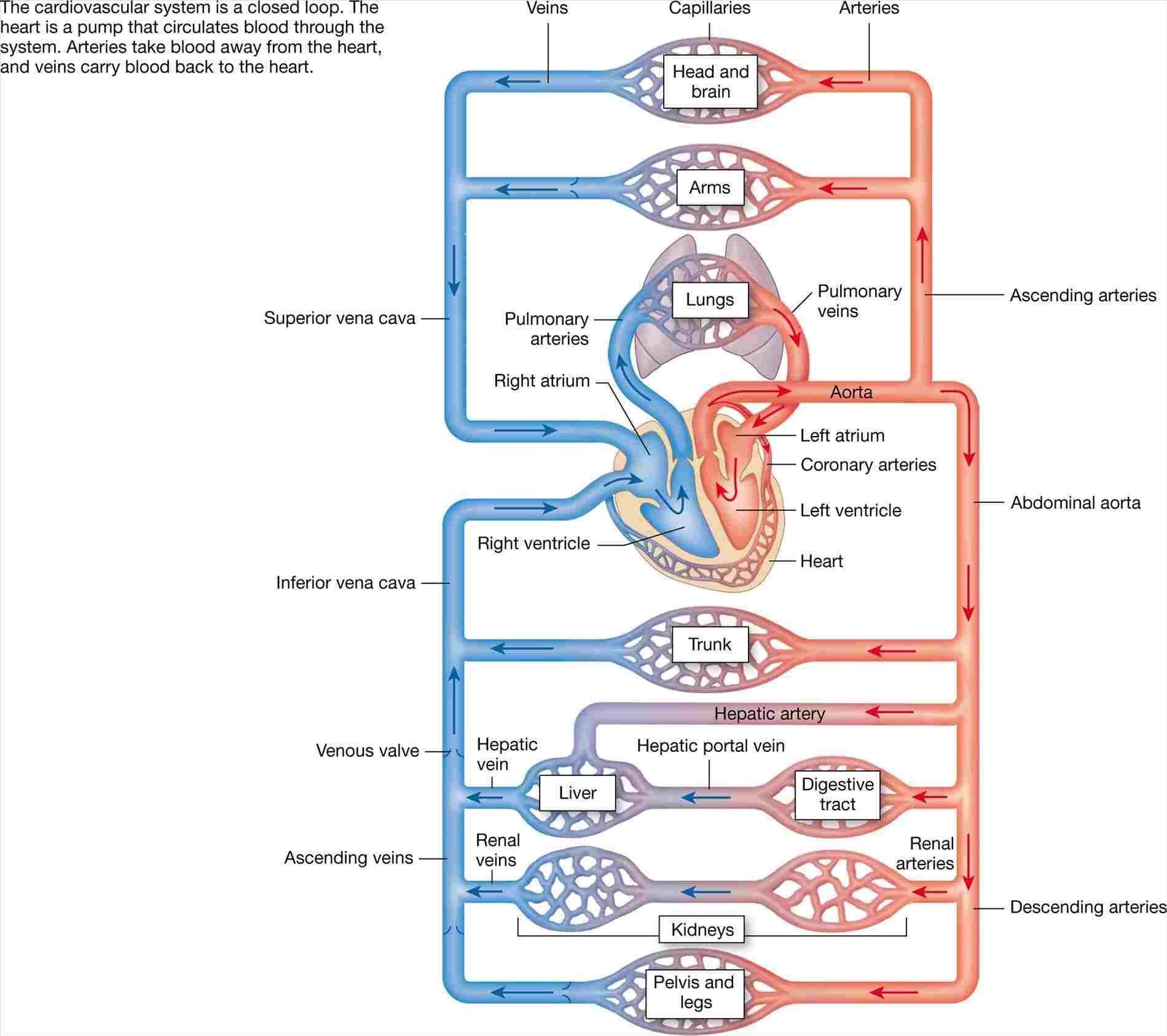 circulatory drawing