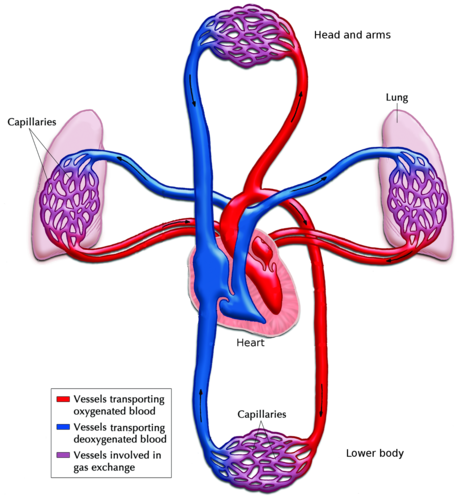 Circulatory System Drawing at PaintingValley.com | Explore collection