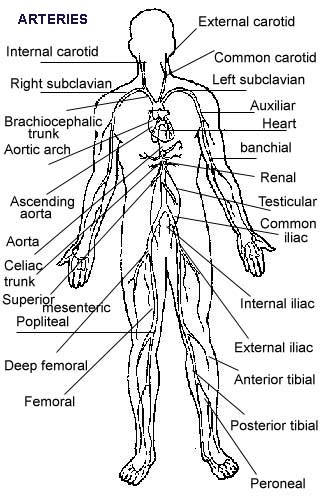 Circulatory System Drawing at PaintingValley.com | Explore collection ...