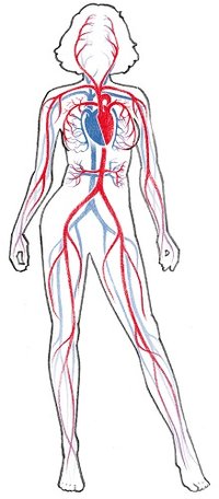 Circulatory System Drawing at PaintingValley.com | Explore collection